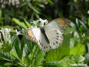 Schmetterling