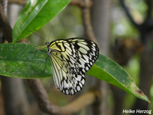 Schmetterling