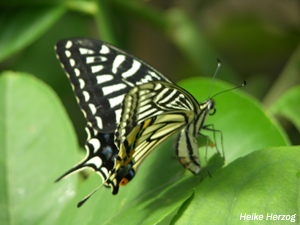 Schmetterling