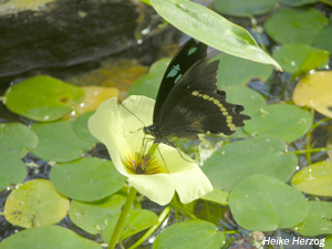 Schmetterling