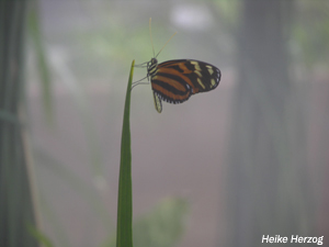 Schmetterling