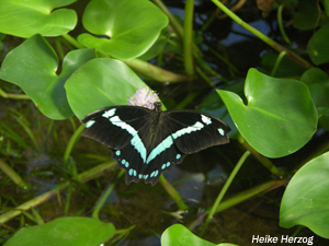 Schmetterling