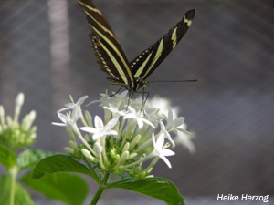 Schmetterling