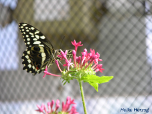 Schmetterling