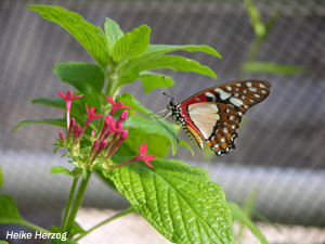 Schmetterling