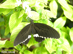 Schmetterling