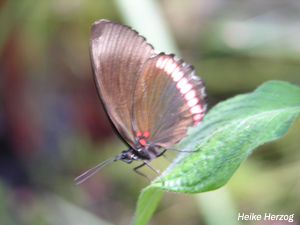 Schmetterling