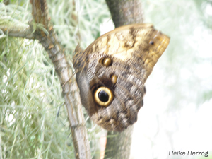 Schmetterling