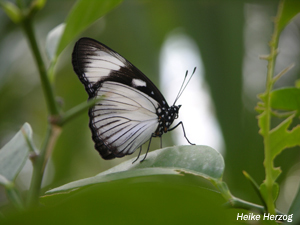 Schmetterling