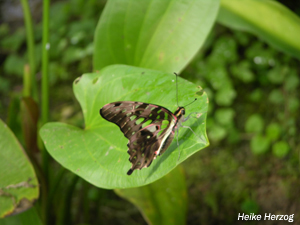 Schmetterling