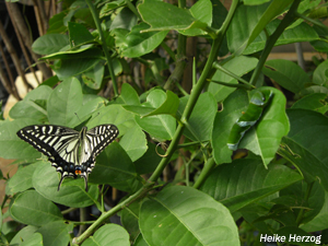 Schmetterling