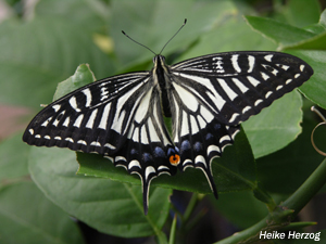 Schmetterling