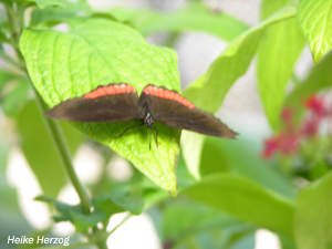 Schmetterling