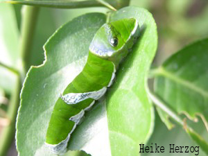 Schmetterling