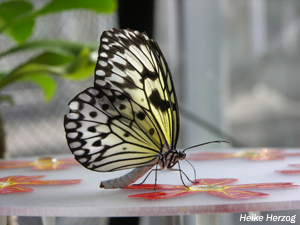 Schmetterling