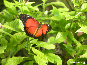 Schmetterling