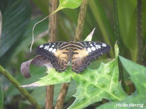 Schmetterling