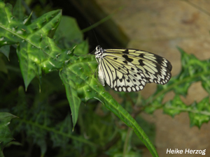 Schmetterling