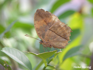 Schmetterling