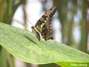 Schmetterling