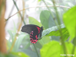 Schmetterling