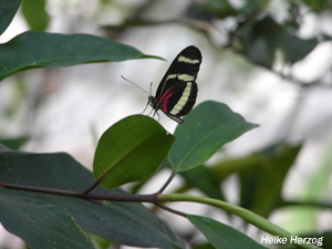 Schmetterling