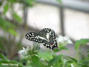 Schmetterling