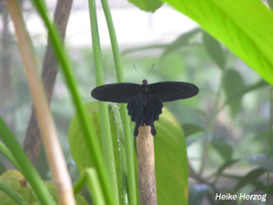 Schmetterling