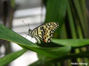 Schmetterling