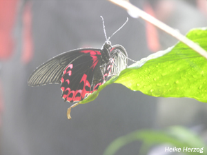 Schmetterling