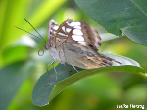 Schmetterling