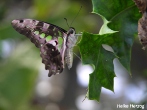 Schmetterling